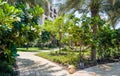 Dubai. Summer 2016. A green oasis overlooking the Four Seasons hotel Jumeirah