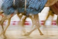 Dubai UAE Blurred motion of camels running during training at Nad Al Sheba Camel Racetrack Royalty Free Stock Photo