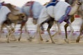 Dubai UAE Blurred motion of camels running during training at Nad Al Sheba Camel Racetrack Royalty Free Stock Photo