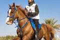 Rider participating in an endurance race. Royalty Free Stock Photo