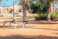 Two gazelles are running in an open-air cage Dubai Safari Park Royalty Free Stock Photo