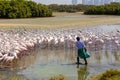 Flamingos at Ras Al Khor Wildlife Sanctuary in Dubai being fed with grains.