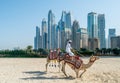 DUBAI, UAE - JANUARY 12, 2019: Bedouin with camels on the background of Dubai Marina skyscrapers