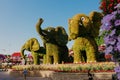 DUBAI, UAE - January 05, 2019 : Dubai miracle garden with over 45 million flowers in a sunny day , United Arab Emirates Royalty Free Stock Photo