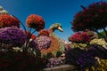 DUBAI, UAE - January 05, 2019 : Dubai miracle garden with over 45 million flowers in a sunny day , United Arab Emirates Royalty Free Stock Photo