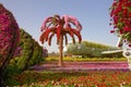 Dubai, UAE: Miracle garden landscape view. Emirates airlines floral airplane