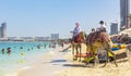 Camels rolling vacationers on the beach of Dubai Marina