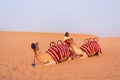 DUBAI, UAE - November 09, 2018: Camels caravan with arabic men waiting for tourists to ride through sand dunes in Dubai desert