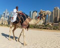 A man riding a camel on the beach Royalty Free Stock Photo