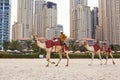 Dubai, UAE, November 2019 a smiling Arab man in sunglasses sits on a camel on the beach in Dubai