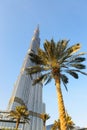 The view on Burj Khalifa and palm trees