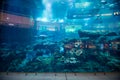 DUBAI, UAE - October , 2018 : Aquarium in Dubai Mall- world`s largest shopping mall , Downtown Burj Dubai in Dubai, United Arab Royalty Free Stock Photo