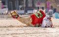 DUBAI, UAE - OCTOBER 11: Bedouin with camels on the beach at Jumeirah Beach Residence in Dubai. October 11, 2014 in Dubai, United