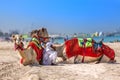 DUBAI, UAE - OCTOBER 11: Bedouin with camels on the beach at Jumeirah Beach Residence in Dubai. October 11, 2014 in Dubai, United