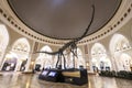 Dubai, UAE - 16 April 2019: dinosaur skeleton in Dubai Mall shopping center. skeleton of a Sauropod Royalty Free Stock Photo