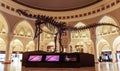 Real length figurine of a skeleton of a dinosaur placed in dubai mall on the ground level Royalty Free Stock Photo