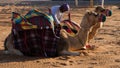 Two saddled camels lying in desert.