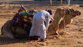 Arabic man prepares and saddles camels .