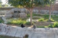 Dubai, United Arab Emirates Ã¢â¬â January 22, 2021, beautiful Animals in Dubai Safari Park Dubai Zoo