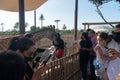 Dubai, United Arab Emirates Ã¢â¬â January 22, 2021, people feeding giraffe in Dubai Safari Park Dubai Zoo Royalty Free Stock Photo