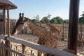 Dubai, United Arab Emirates Ã¢â¬â January 22, 2021, people feeding giraffe in Dubai Safari Park Dubai Zoo