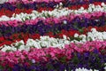 DUBAI-UNITED ARAB EMIRATES ON 21 JUNE 2017 .Beautiful and Colorful flowers In A Botanical Garden Royalty Free Stock Photo