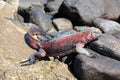 EspaÃÂ±ola iguanas Christmas Iguanas in Galapagos