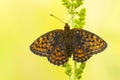 Dubbelstipparelmoervlinder, Twin-spot Fritillary, Brenthis hecate