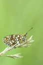 Dubbelstipparelmoervlinder, Twin-spot Fritillary, Brenthis hecate