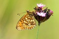 Dubbelstipparelmoervlinder, Twin-spot Fritillary, Brenthis hecate