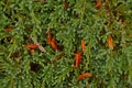 dubbing bush with autumn foliage.