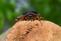 Dubia Roach on bamboo Root Royalty Free Stock Photo