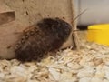 Dubia Roach Royalty Free Stock Photo