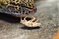 Dubia Roach playing dead Royalty Free Stock Photo