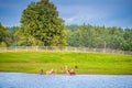 Dubingiai zoo in Lithuania, alpaca animals near water