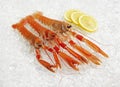 Dublin Bay Prawn or Norway Lobster or Scampi, nephrops norvegicus, Crustacean and Lemon on Ice