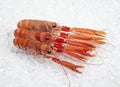 Dublin Bay Prawn or Norway Lobster or Scampi, nephrops norvegicus, Crustadean on Ice