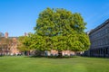 A large tree on a green lawn at Trinity College in Dublin.