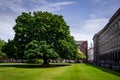 Dublin Ireland - July 1, 2018: majestic green tree at Parliament