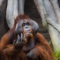 A captive adult Orangutan portrait