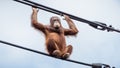 A playful Orangutan on overhead cables