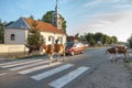 Herd of cows on a street of Dubovac, a small agricultural village of central Serbia,obstructing traffic and blocking cars