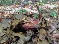 Dubovik mushroom. A mushroom peeks out of the fallen autumn leaves.