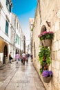 Flowers at the beginning of spring in the beautiful alleys of the old town of Dubrovnik Royalty Free Stock Photo