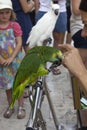 Domestic green parrot in Dubrovnik old town