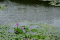 Survey a lotus field no.5 Royalty Free Stock Photo