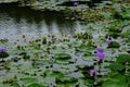 Survey a lotus field no.6 Royalty Free Stock Photo