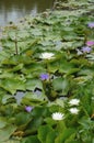 Three colors of lotuses in a big pool Royalty Free Stock Photo