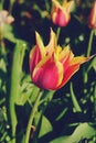 Duc van Tol tulip, red with yellow petals