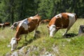 Duch cows in the Alps